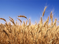 Harvest
